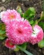 closeup of pink daisy