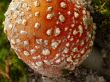 fly agaric