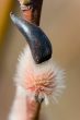 pussy-willow close up