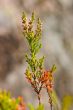 Branch of a heather