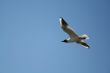 gull in the blue sky