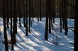 winter forest