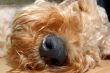 fluffy nose