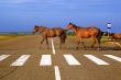 horses on the road