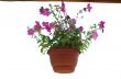 purple flowers
