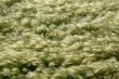 green field