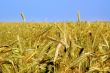 wheaten field