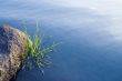 Stones and grass in water surface