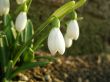 delicate snowdrops closeup