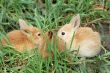 rabbits conference