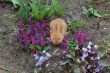 red rabbits among spring flowers