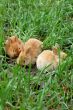 three rabbits landing on grass