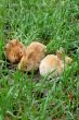 three rabbits landing on grass