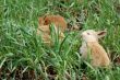 three small red rabbit eating on green meadow