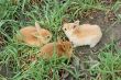 three small red rabbits have journey on green grass