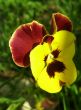 closeup of bright pansy