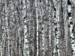 Birch forest