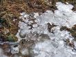 Soon the spring