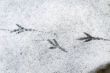 Bird tracks