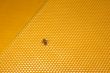 bee sitting on wax sheet