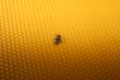 bee sitting on wax sheet