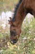 foal there is herb