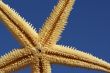 close up of starfish