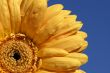 bright gerbera daisy with droplets
