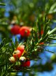 yew tree
