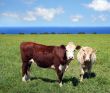 Cows on green grass