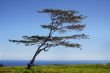 Tree by the ocean