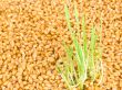 grains sprouts