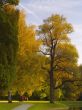 autumnal park