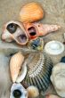 Seashells 2
