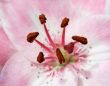 Pink Lily 2