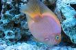 Golden fishes in aquarium