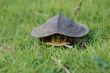 shy turtle