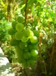 green grapes