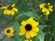 yellow flowers