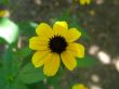 yellow daisy