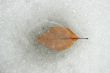 leaf on ice