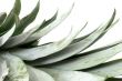 Pineapple leafs