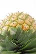 Close up of a pineapple