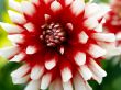 Dahlia
