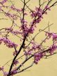 Cherry tree