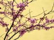 Cherry tree