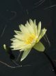 Water lily