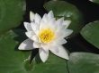 Water lily