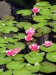 Water lilies