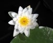 Water lily